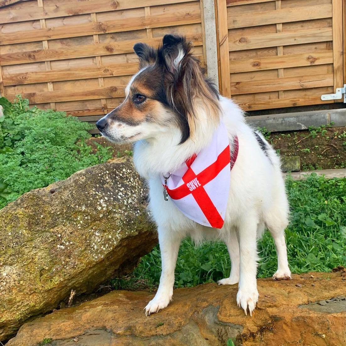 Personalised England Dog Bandana