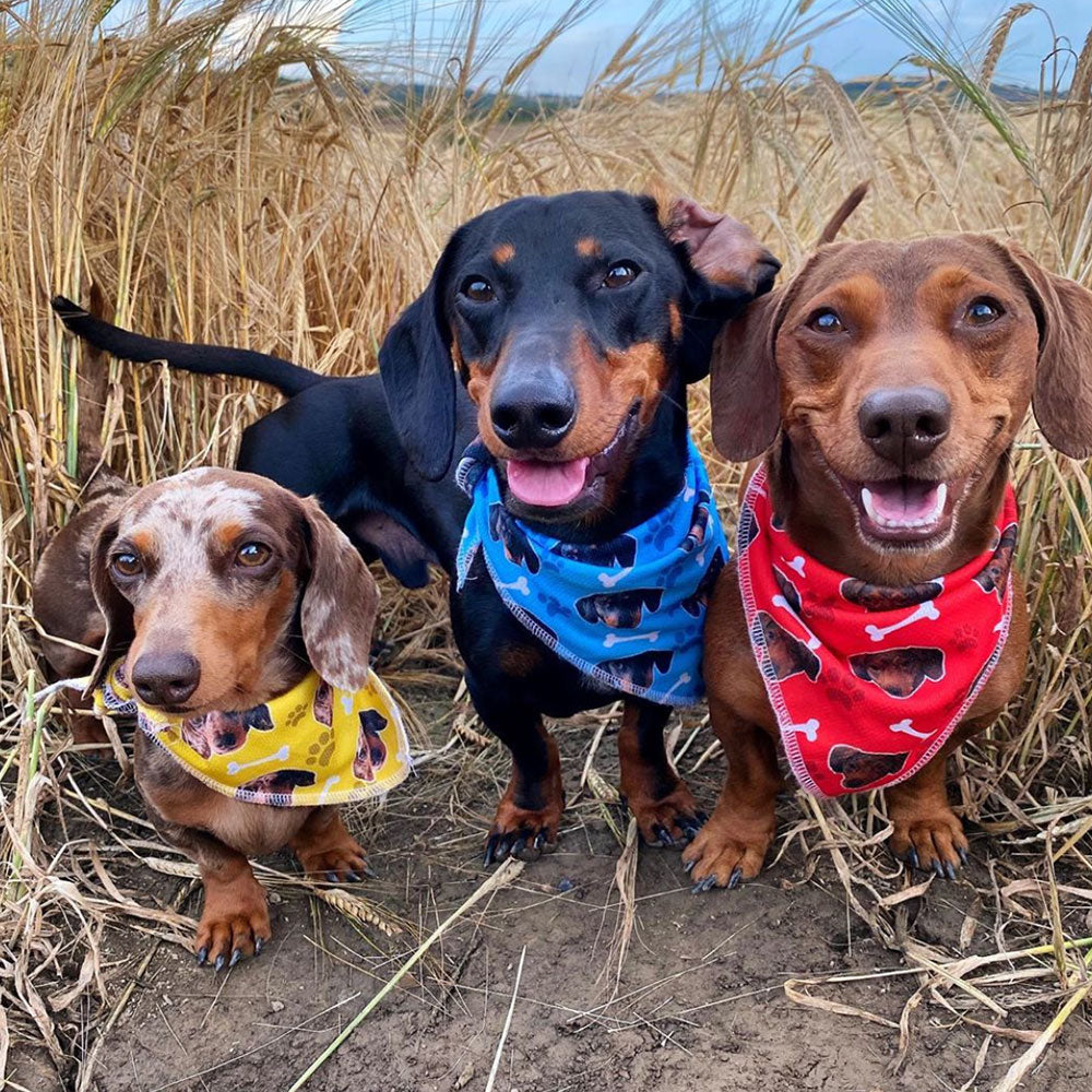 The Dogsy Dog Bandana