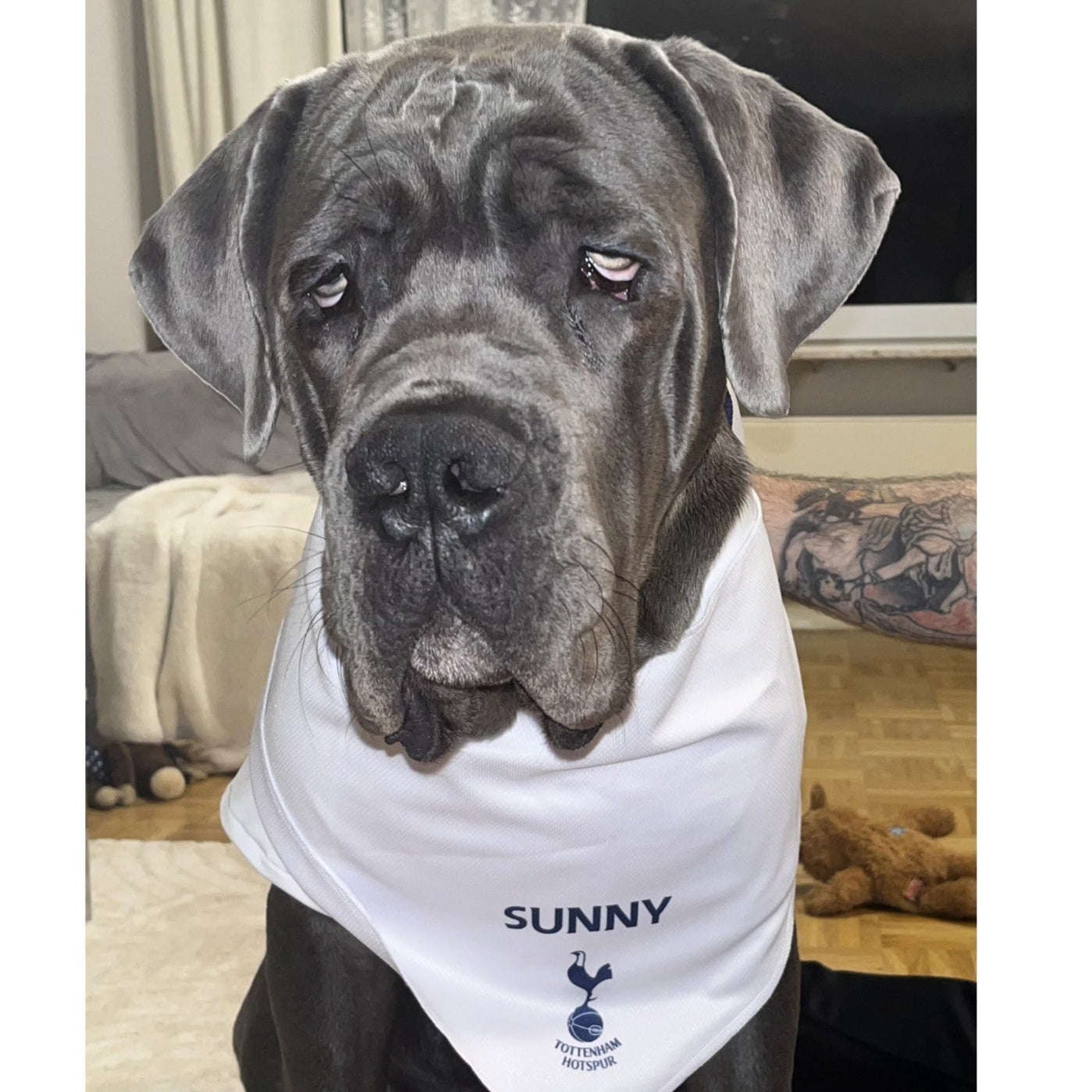 Personalised Spurs Dog Bandana