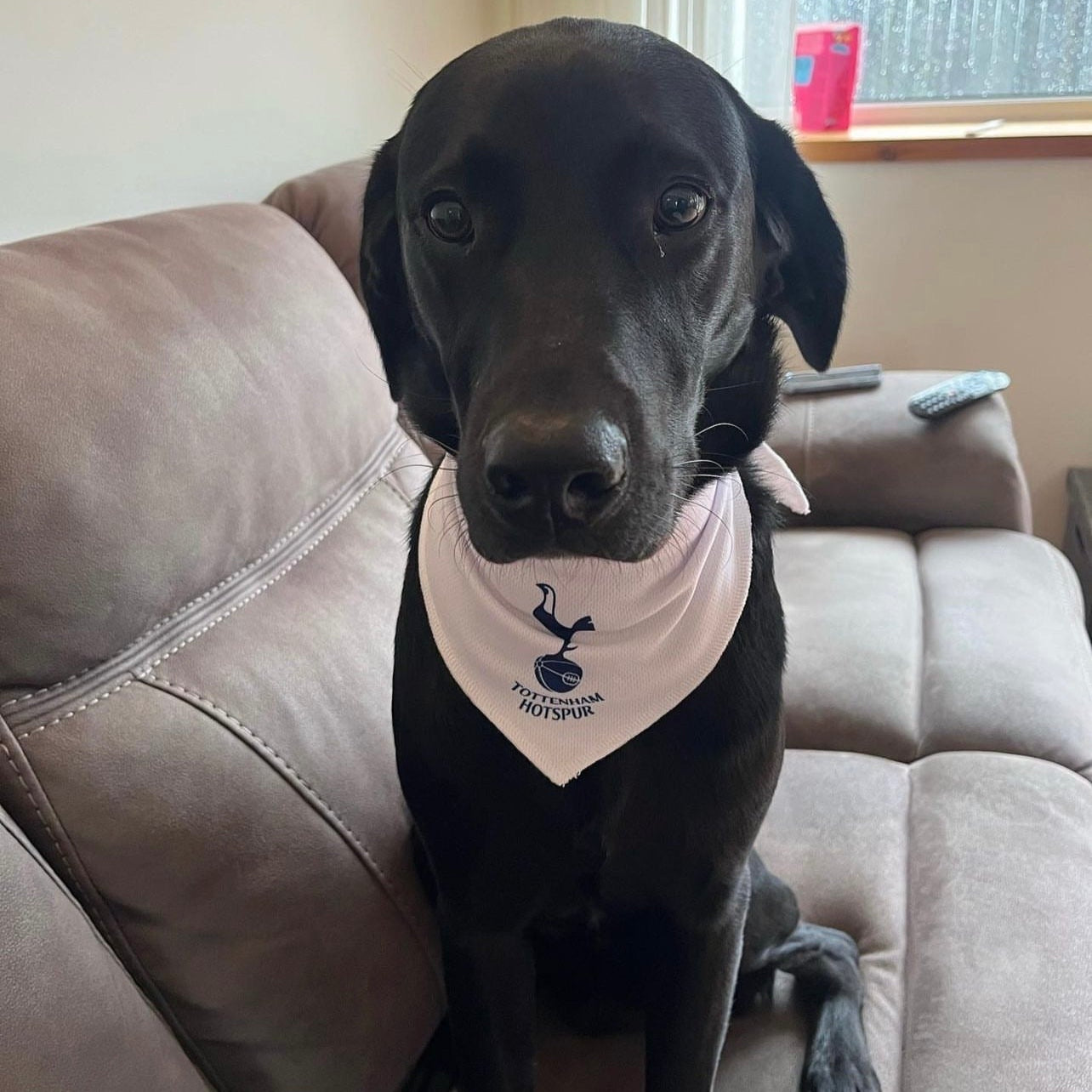 Personalised Spurs Dog Bandana