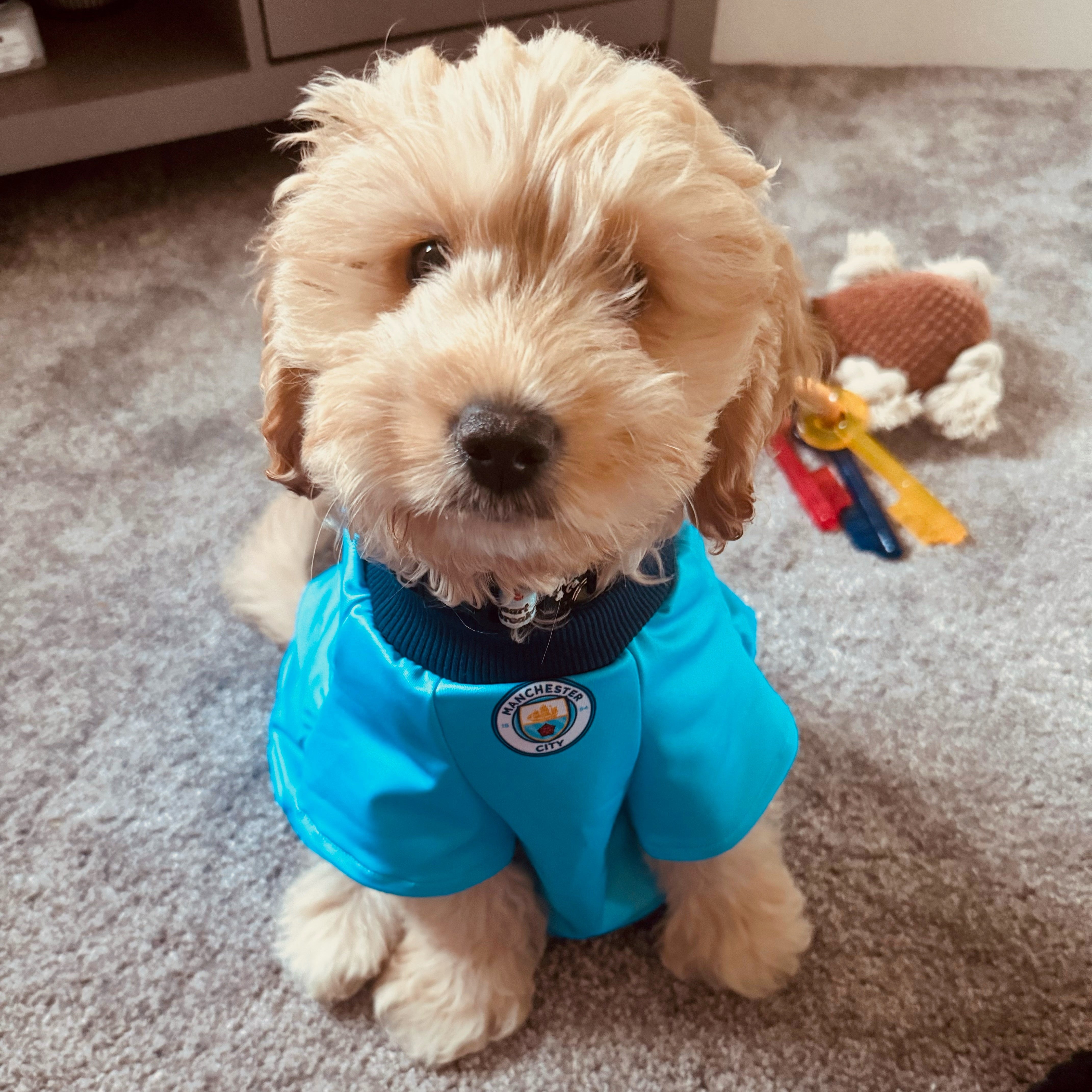 Man City Dog Shirt