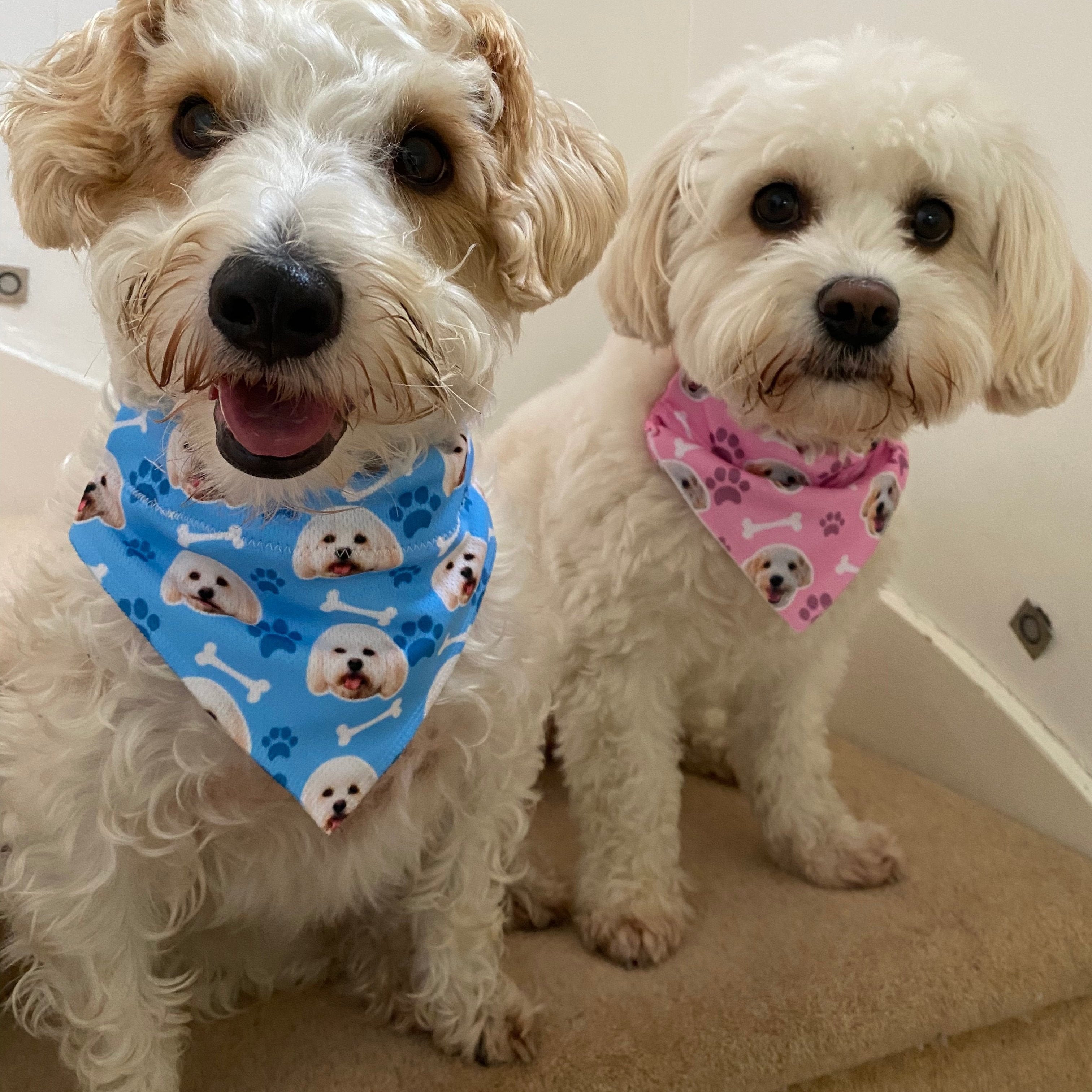 The Dogsy Dog Bandana