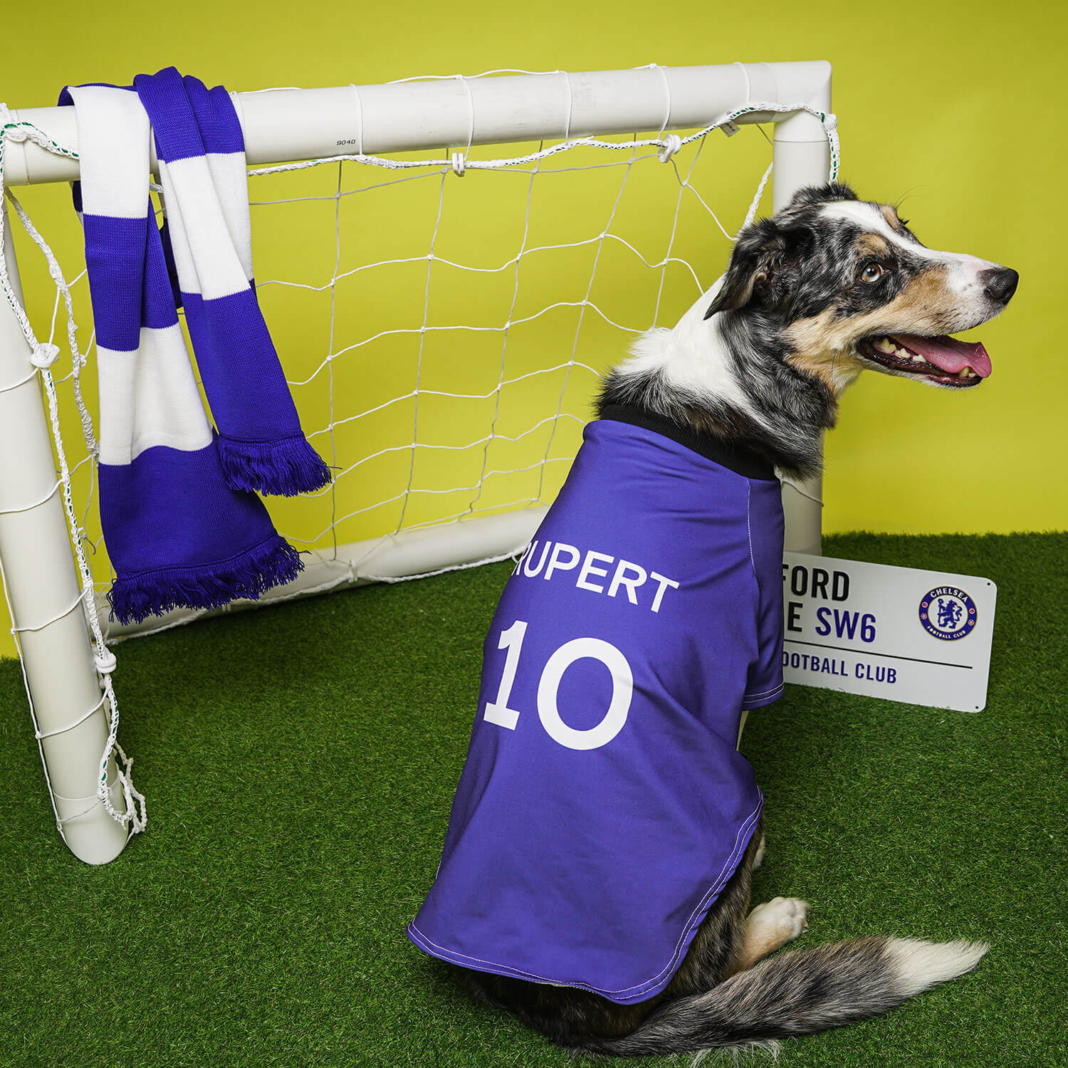 Chelsea fc shop dog accessories