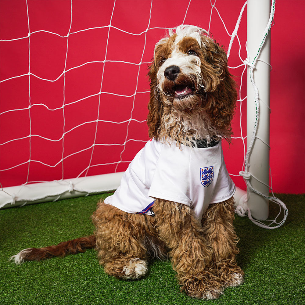 Football shirts sales for dogs