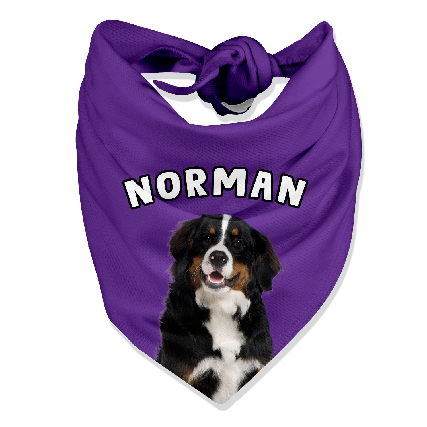 Bernese mountain 2024 dog clothing